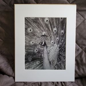 Peacock Photo B/W 11x14